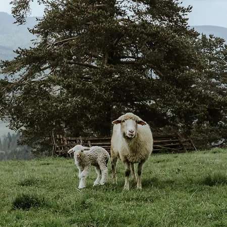 Dağ evi U Adasia Krosnica (Lesser Poland)